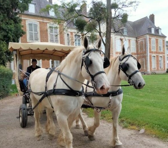 L’élevage de chevaux de trait Boulonnais à Wamin